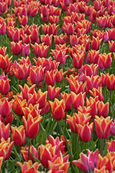 Mixed color Tulip Field