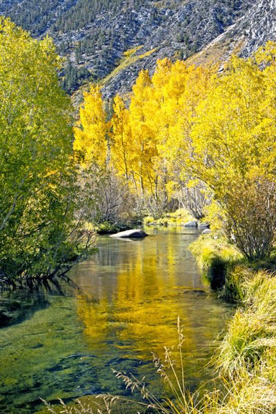 reflecting aspen in stream