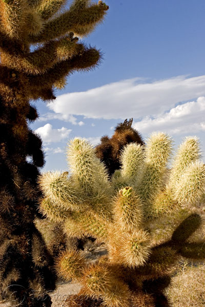 Cactus in Joshua Tree National Park