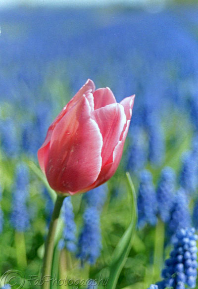 Red Tulip, Blue River