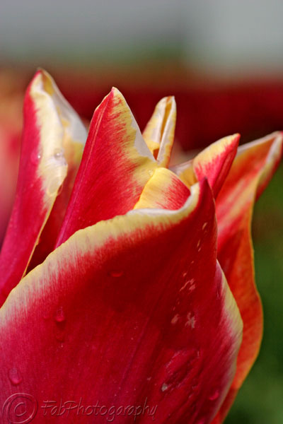 Tulip almost open